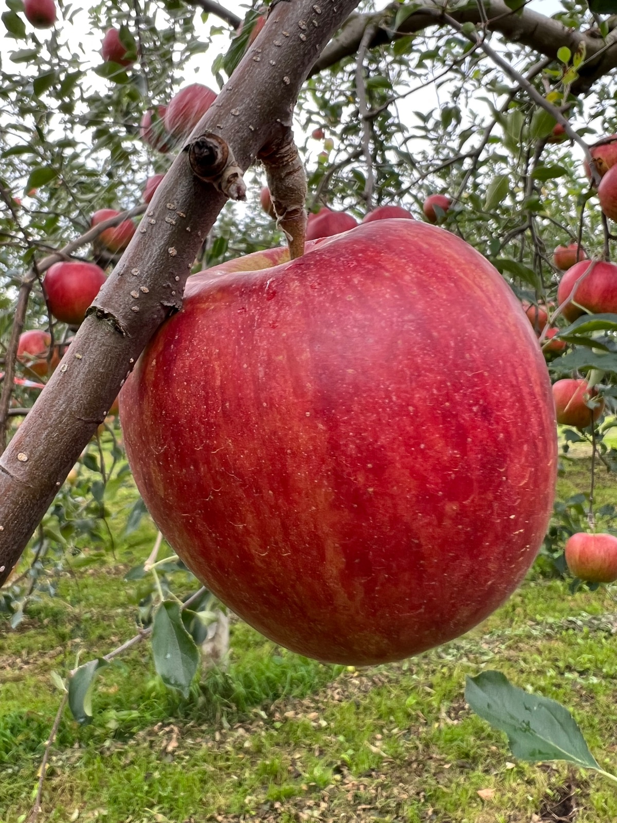 株式会社WingApple